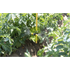 Beluga Hose Drop 72’’ With Mounting Bracket/Hardware Nozzle Accessory